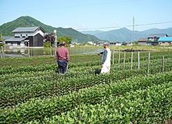 菊畑の写真